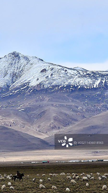 雪山下的牧民与羊群图片素材