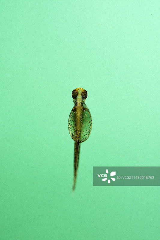 白斑狗鱼幼鱼（2日龄）图片素材