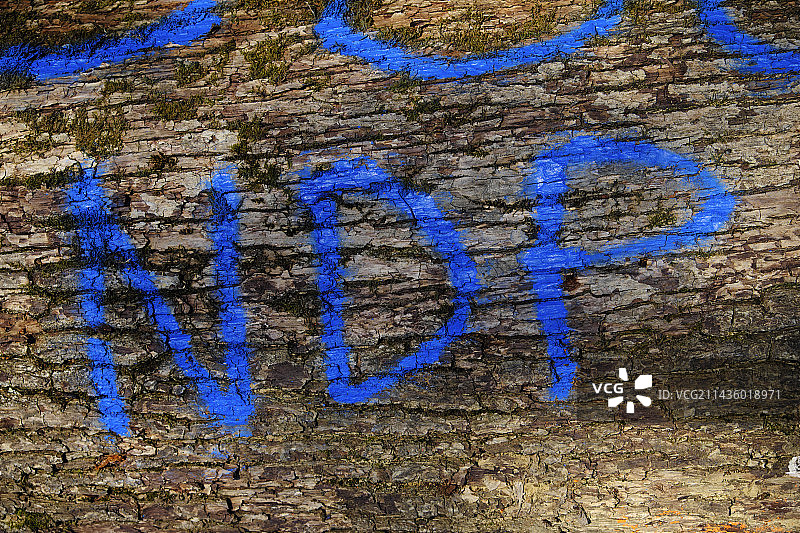 法国上索恩省莫方和瓦谢雷斯森林，市政府提供的橡木原木（栎属），用于重建巴黎圣母院框架，2021年3月图片素材