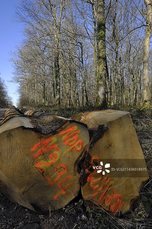法国上索恩省莫方和瓦谢雷斯森林，市政府提供的橡木原木（栎属），用于重建巴黎圣母院框架，2021年3月图片素材