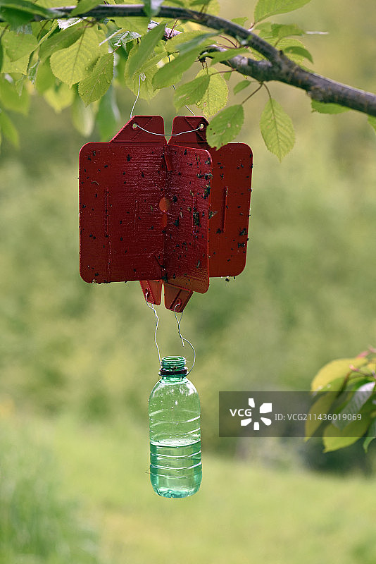 异型小蠹（Anisandrus dispar）雌性，红色陷阱粘在酒精瓶下方，果树，果园，Plancher-Bas，Haute-Saone，法国图片素材