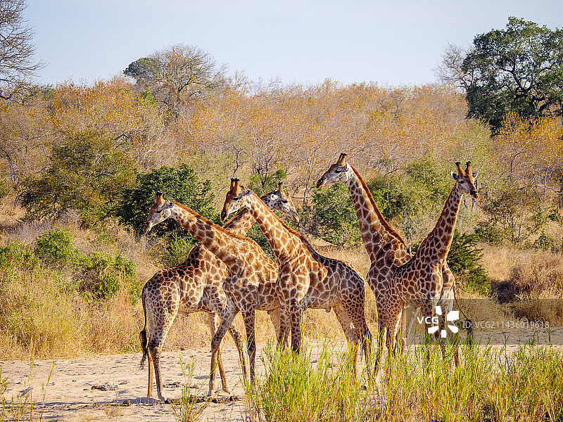 南非长颈鹿群在干涸的河床中（南非）图片素材
