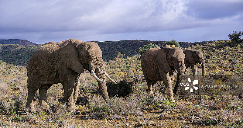 非洲丛林象，南非西开普省图片素材