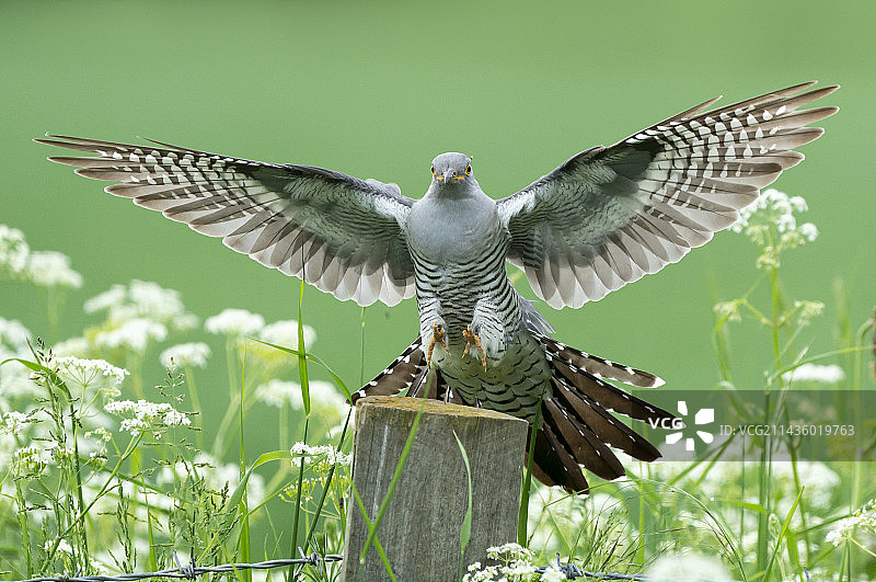 落在欧芹柱子上的布谷鸟图片素材