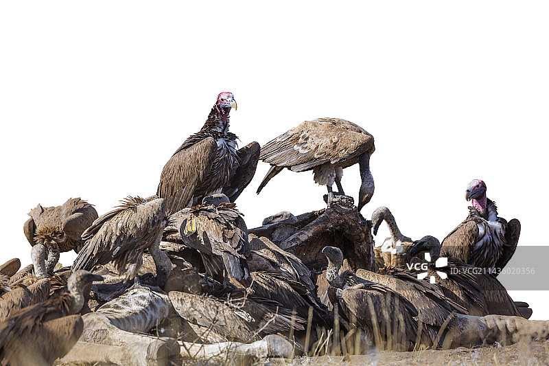 克鲁格国家公园中，在白色背景下分离的皱脸兀鹫(Torgos tracheliotos)和白背兀鹫(Gyps africanus)，南非图片素材