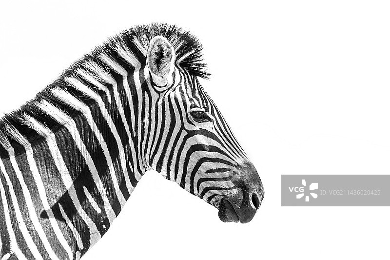白色背景下的平原斑马画像图片素材