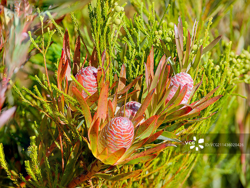 镰刀叶锥灌木（Leucadendron xanthoconus）。纳皮尔山保护区。奥弗贝格。西开普省。南非图片素材