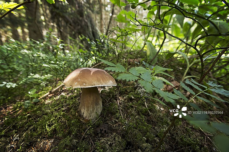 法国汝拉森林中的美味牛肝菌图片素材
