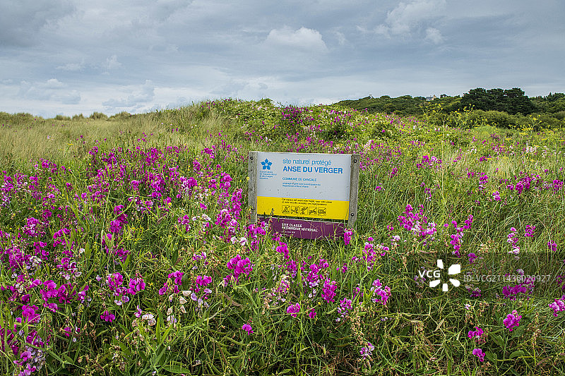 夏季法国阿摩尔滨海省的香豌豆花图片素材
