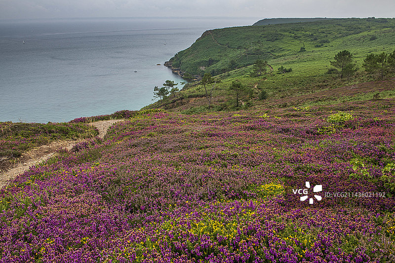 夏季科罗宗半岛荒原上盛开的石楠花，法国菲尼斯泰尔省图片素材