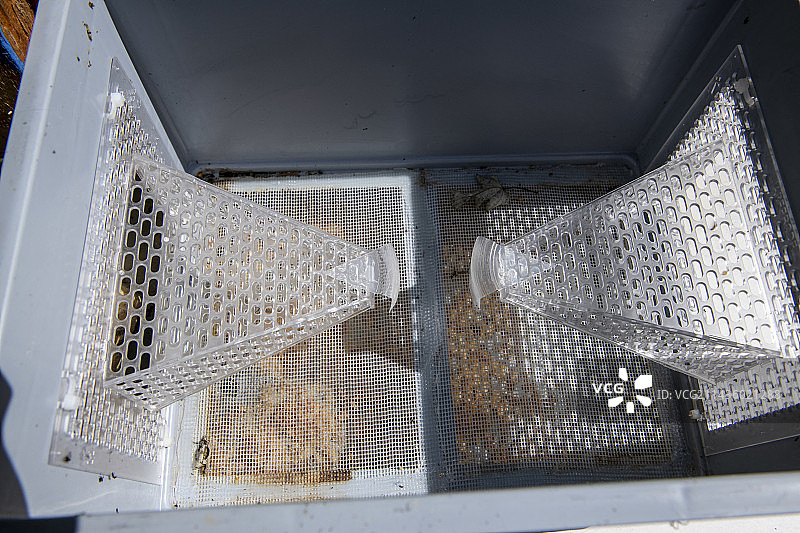 欧洲亚洲大黄蜂防治捕获装置图片素材