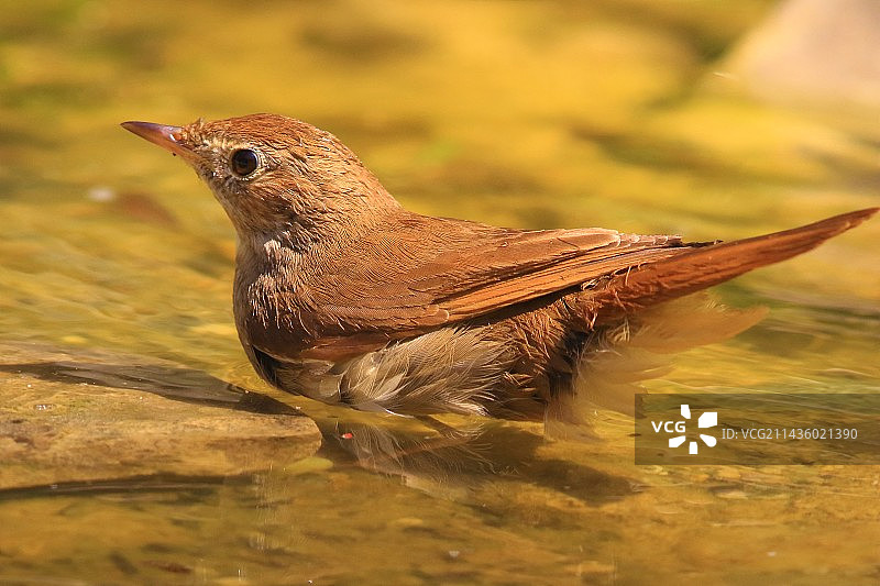 沐浴中的红 Nightingale (Luscinia megarhynchos)，欧洲图片素材
