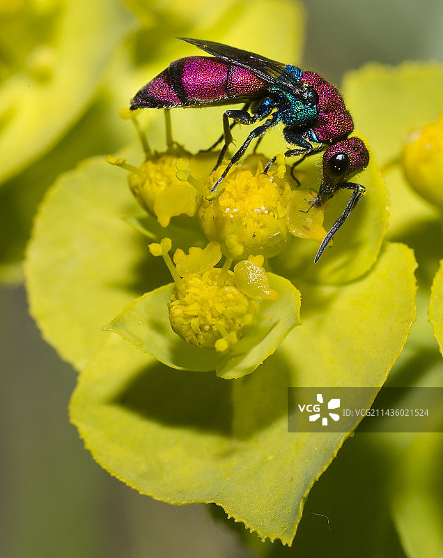 法国普罗旺斯大戟花上的金小蜂（Chrysura cuprea）图片素材