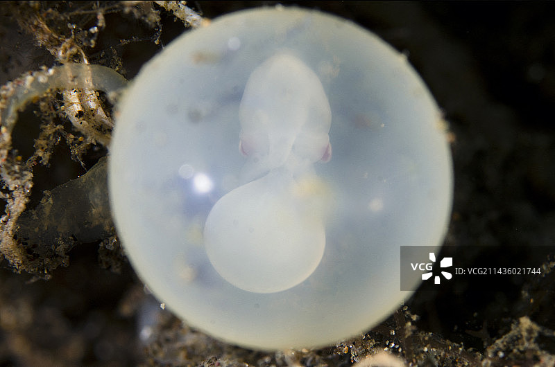 Pfeffer's Flamboyant Cuttlefish (Metasepia pfefferi)卵胚,Puri Jati潜水点,Seririt, Buleleng Regency, Bali, Indonesia图片素材