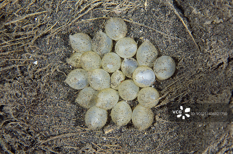 花枝招展的墨鱼卵簇，位于印度尼西亚巴厘岛图片素材