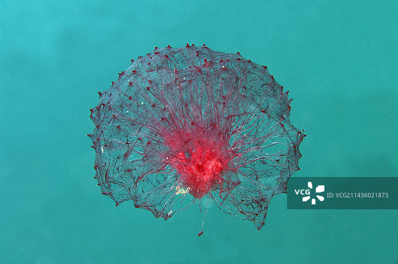 自由漂浮的粉红色绒球海绵（Oceanapia sagittaria），可能是无性繁殖的传播机制，码头潜水点，布莱伦县，巴厘岛，印度尼西亚图片素材