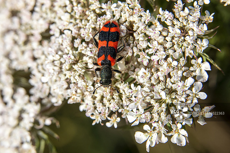蜜蜂甲虫在法国瓦尔省的毛雷斯山脉采蜜图片素材
