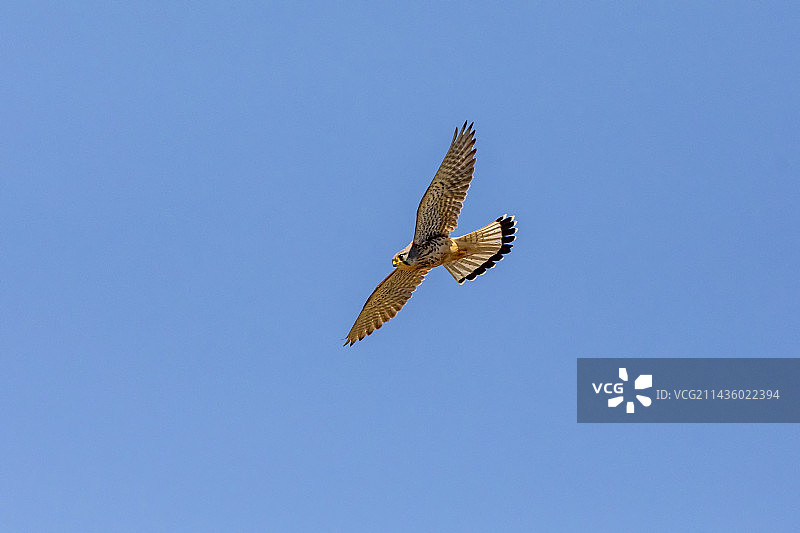 红隼（Falco tinnunculus）飞过春季芦苇床，法国瓦尔省加德平原池塘图片素材