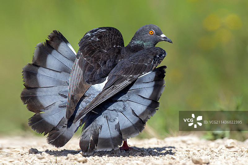春天在法国瓦尔省自然保护区地面上咕咕叫着翻滚的岩鸽图片素材