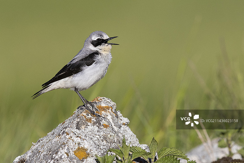 麦鸡（Oenanthe oenanthe）：成年雄鸟在意大利阿布鲁佐的岩石上唱歌图片素材