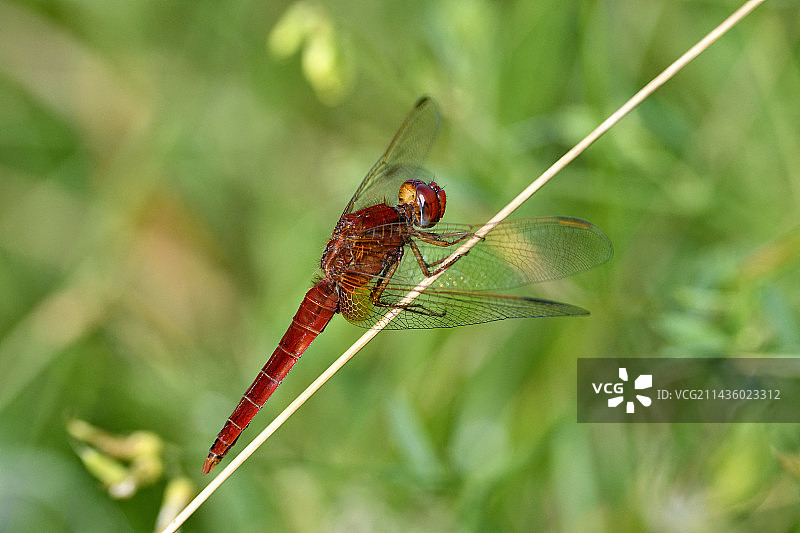 红蜻蜓雄性，法国图片素材