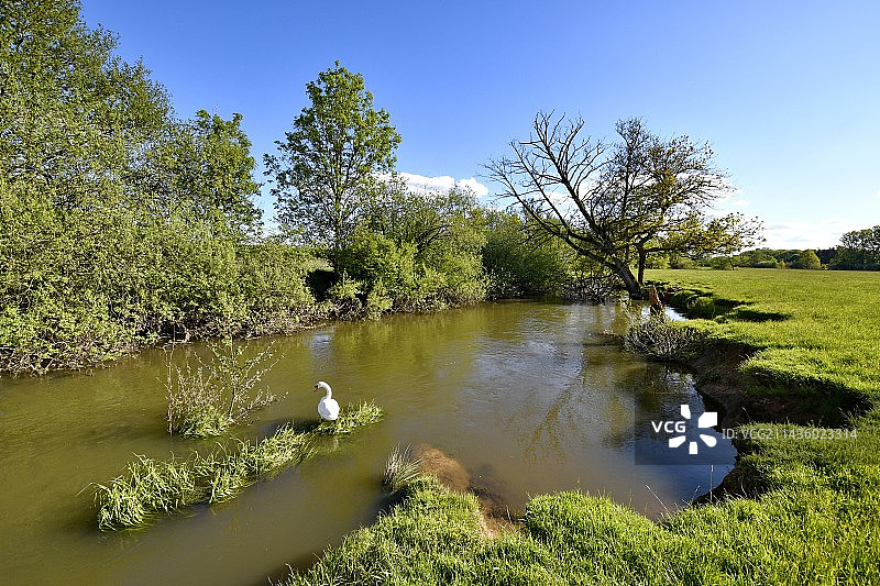 法国贝尔福地区布雷博特，波旁河谷的疣鼻天鹅图片素材