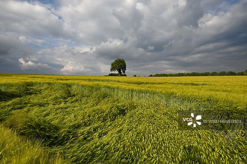 地平线上的独立树木和风化的麦田，法国贝尔福地区梅济耶图片素材