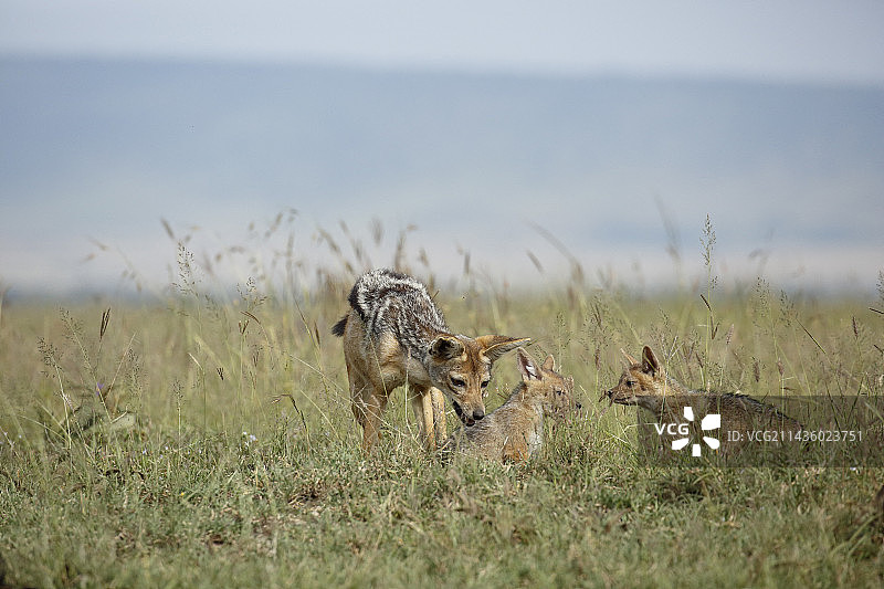 肯尼亚马赛马拉的黑背胡狼（Canis mesomelas）成年个体和两只幼崽图片素材