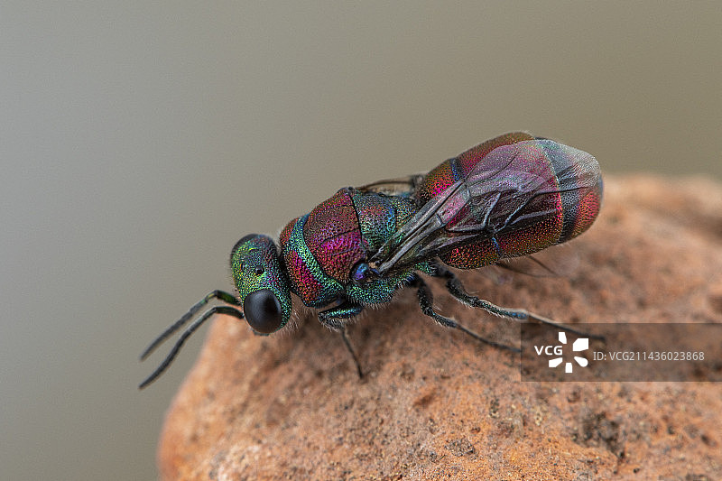 库库黄蜂 (Chrysis andradei)，西班牙索里亚图片素材