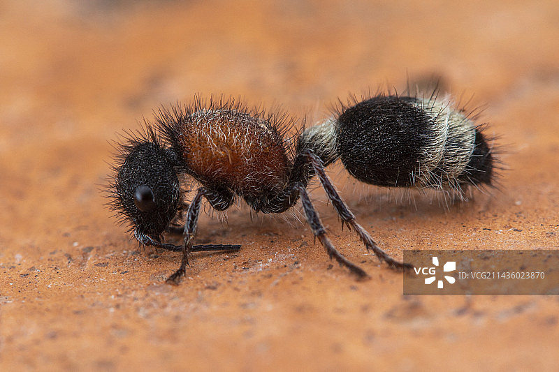 天鹅绒蚂蚁（Stenomutilla argentata），西班牙索里亚图片素材