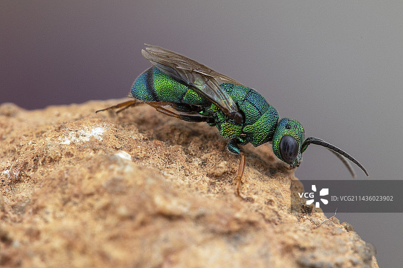 西班牙索里亚的杜鹃蜂图片素材