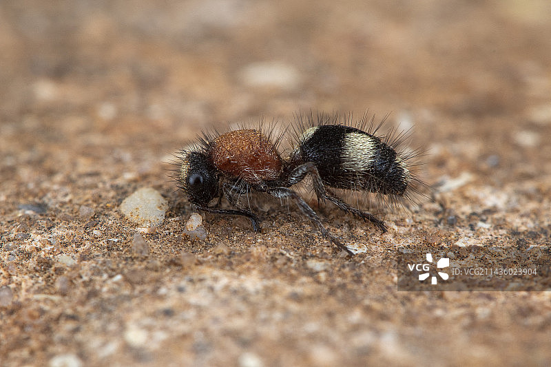索里亚西班牙天鹅绒蚂蚁（Dasylabris iberica）图片素材