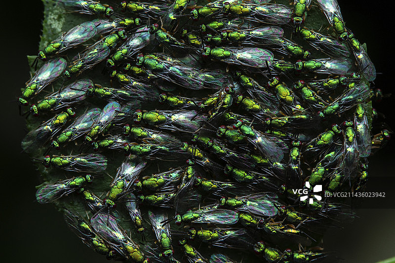 叶子上的小蜂 (Torymus sp)，法国普罗旺斯圣博姆图片素材