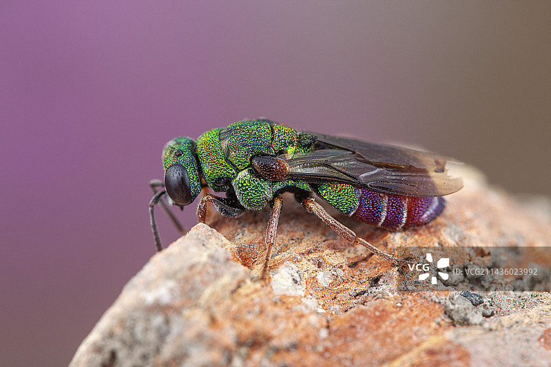 布谷鸟黄蜂，法国克莱蒙费朗图片素材
