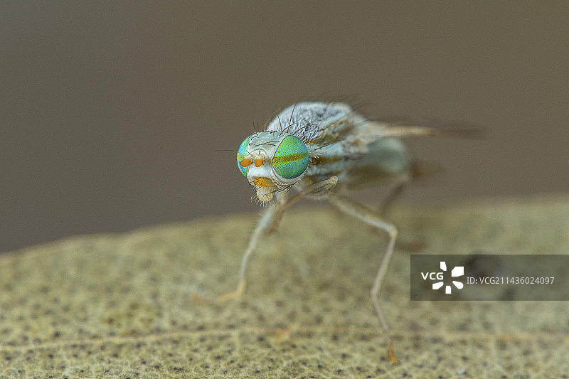 果蝇（锯齿果实蝇），法国阿尔卑斯山卡约勒山口图片素材