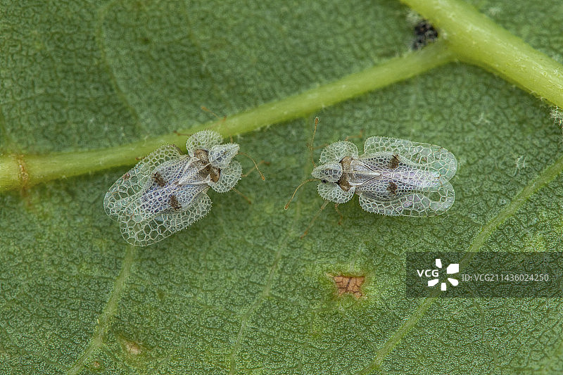 法国圣让德比埃格的悬铃木网蝽图片素材