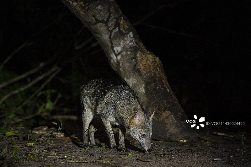 食蟹狐，巴西马托格罗索州潘塔纳尔湿地图片素材