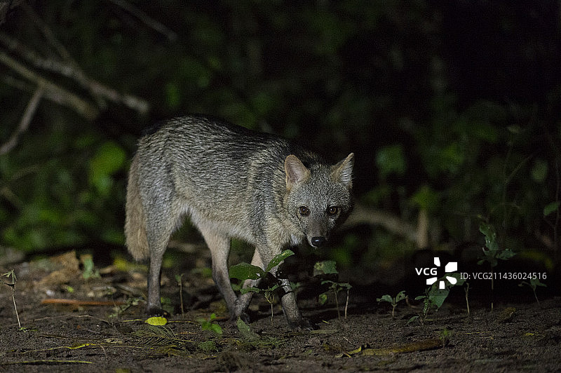 食蟹狐，巴西马托格罗索州潘塔纳尔湿地图片素材