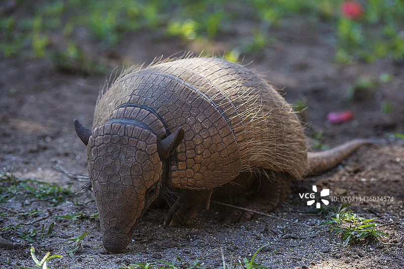 六带犰狳，巴西马托格罗索州潘塔纳尔湿地图片素材