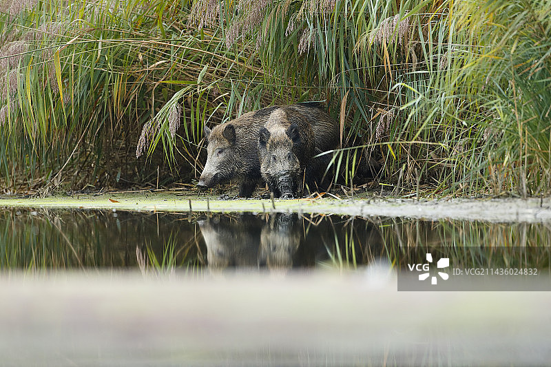 法国阿尔萨斯芦苇床边的野猪图片素材
