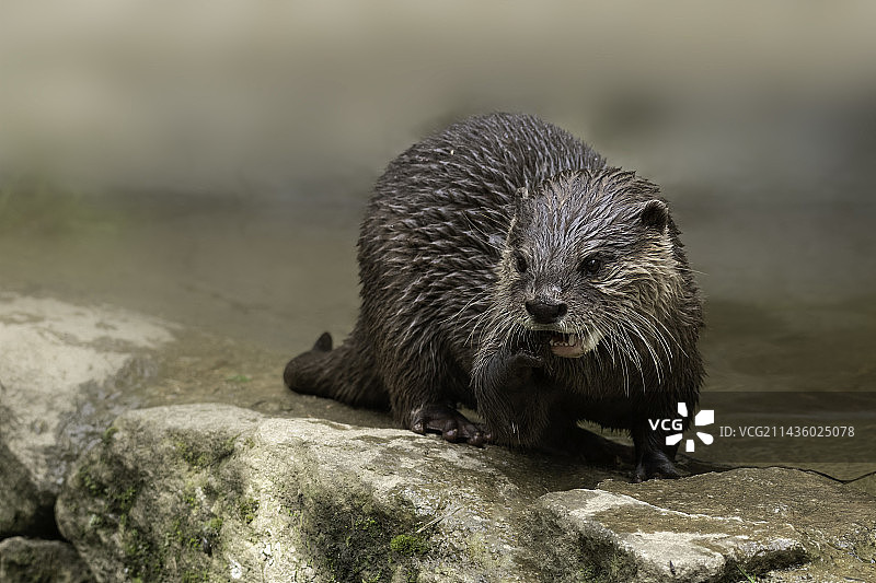 亚洲小爪水獭图片素材