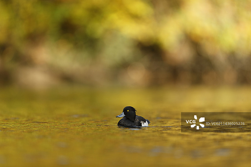 凤头潜鸭，秋季背景，法国阿尔萨斯图片素材