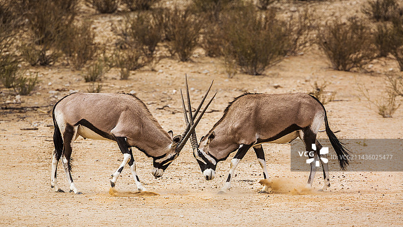 南非卡拉哈迪跨境公园内两只南非剑羚（Oryx gazella）公牛打斗图片素材