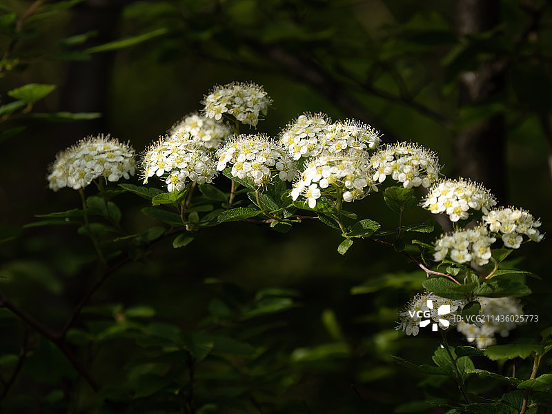 河南省洛阳市新安县黛眉山 黄河小浪底 旅游区图片素材