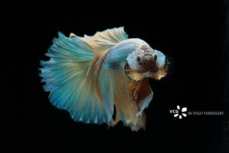 黑色背景上的雄性斗鱼，展开鳃的游行图片素材
