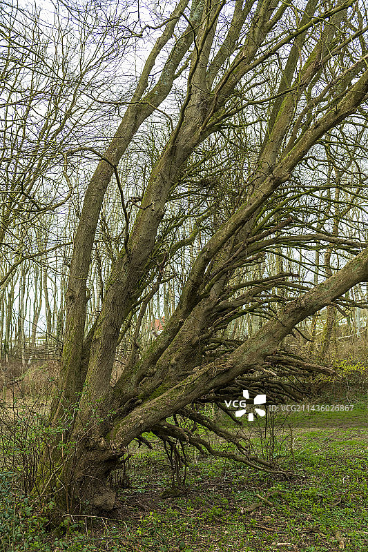 受chalara病影响的白蜡树，法国加来海峡图片素材