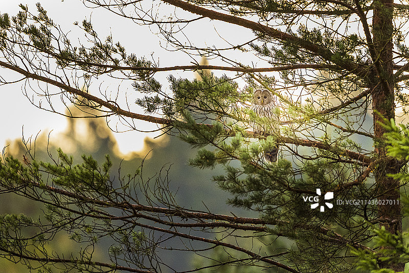 斯洛文尼亚森林中的乌拉尔猫头鹰图片素材