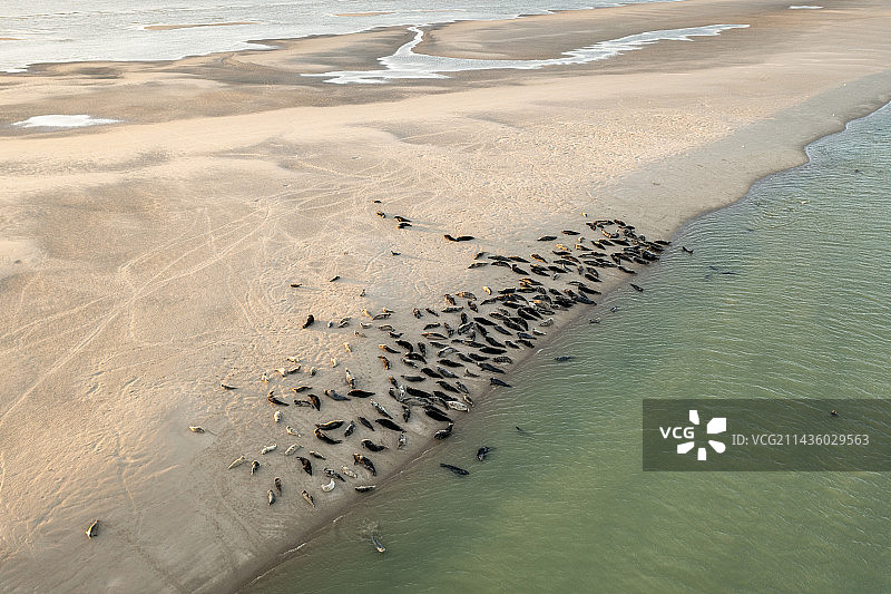 格陵兰海豹栖息地，法国加来海峡奥帕尔海岸图片素材