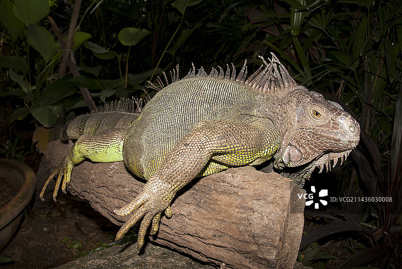 新加坡圣淘沙蝴蝶园与昆虫王国的绿鬣蜥图片素材
