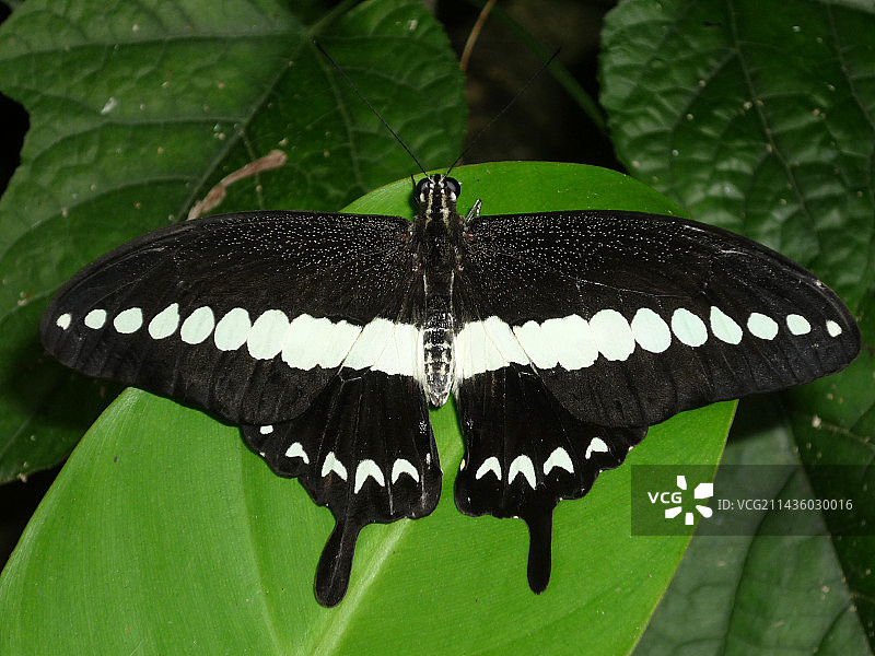新加坡圣淘沙岛蝴蝶园与昆虫王国中的燕尾蝶（Papilio sp）图片素材